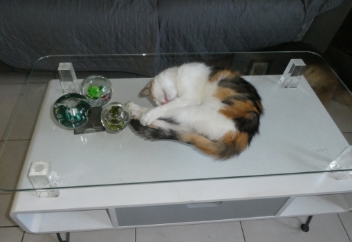 canicule