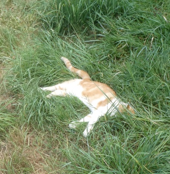 canicule