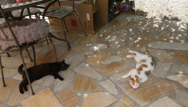 canicule