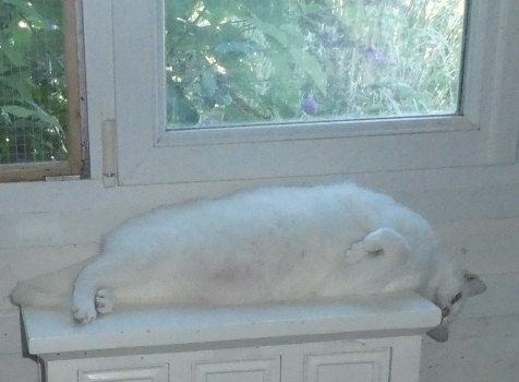 chatounet