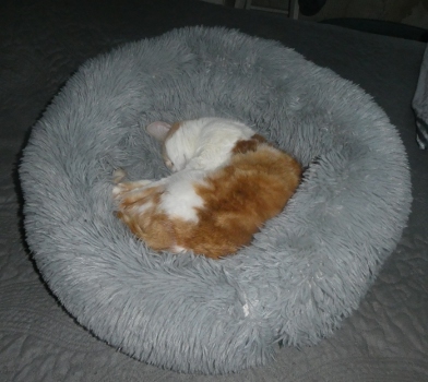 coussin