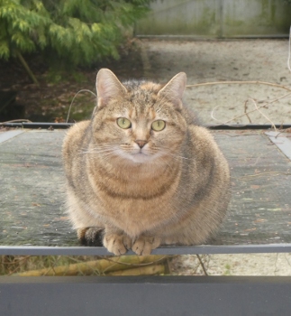noisette