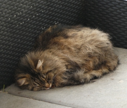 peluche