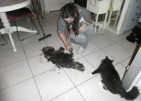 poils