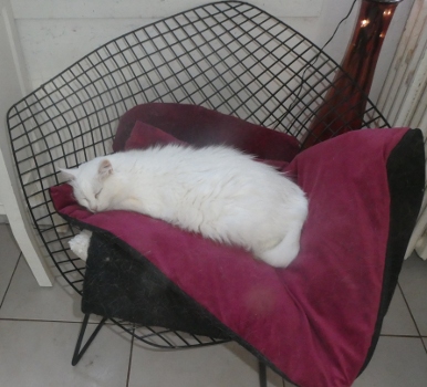 sissi