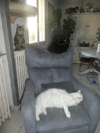 sissi